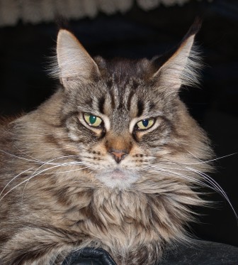 N'Mother Earth's Gipsy - мейн-кун 09.12.2008