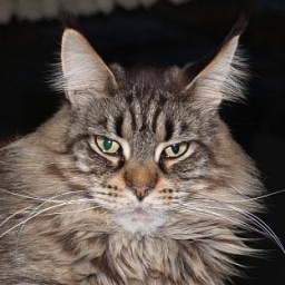 N'Mother Earth's Gipsy