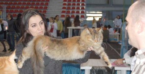 Sebasco Nova Scotia - Юниор мейн-кун 7 месяцев 1,5 неделя