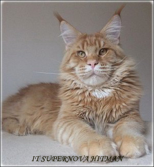 Supernova Hitman - мейн-кун