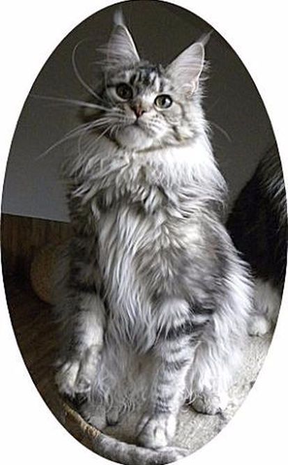 Silvi-Cola Sumatra - maine-coon