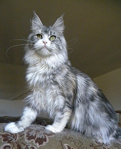 Kelly van Tschens - maine-coon 11/25/2011
