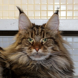 Camilla Gonsior Line