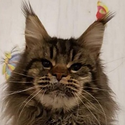 U'Vesuvio Gonsior Line