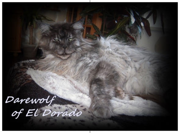 Darewolf of El Dorado - maine-coon