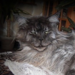 Darewolf of El Dorado