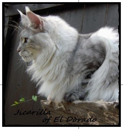 Jicarilla of El Dorado - maine-coon