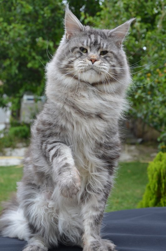 Uriah Heep of El Dorado - maine-coon