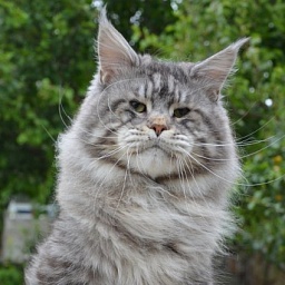 Uriah Heep of El Dorado