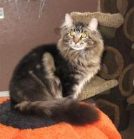 Kumskaka Mercy Triumphs Justice PP