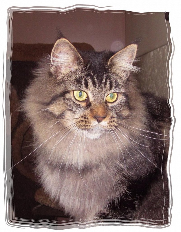 Prairiebaby Grateful to the Maker! - мейн-кун