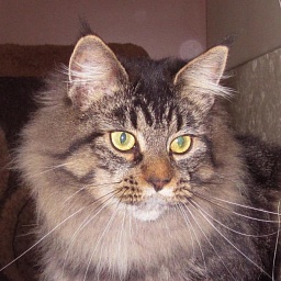 Prairiebaby Grateful to the Maker!