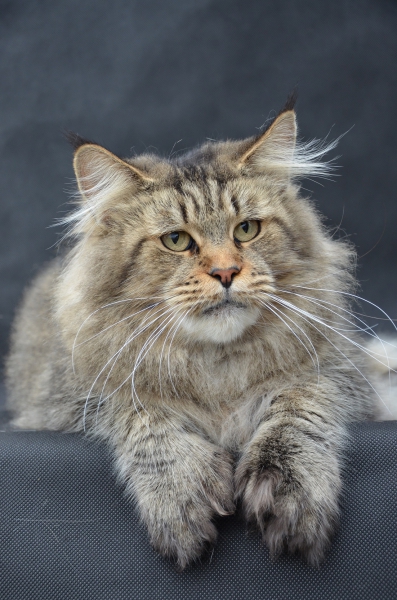 Prairiebaby Grateful for Eternity PP - maine-coon