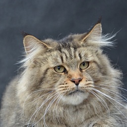 Prairiebaby Grateful for Eternity PP