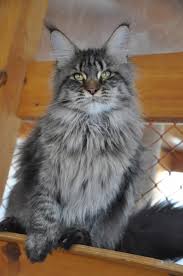 Allegiancelove Rosemary PP - maine-coon