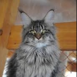 Allegiancelove Rosemary PP