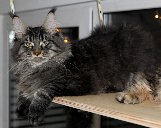 Family Stars Maksimilian PP - мейн-кун