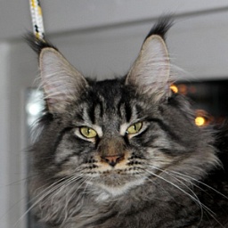 Family Stars Maksimilian PP