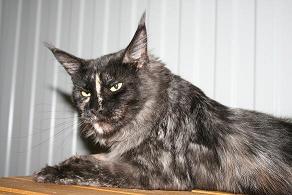 Teat-a-teat Krasnyi Dar - Adult maine-coon 1 year 1 month 3.5 weeks