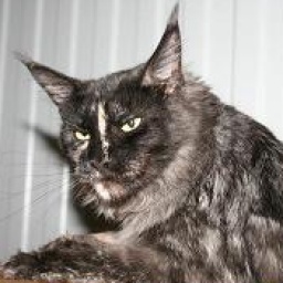 Teat-a-teat Krasnyi Dar