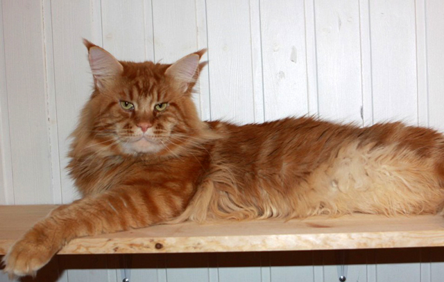 Wilson Gonsior Line - maine-coon