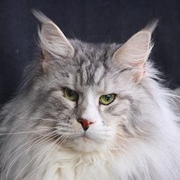 Alladin Gonsior Line