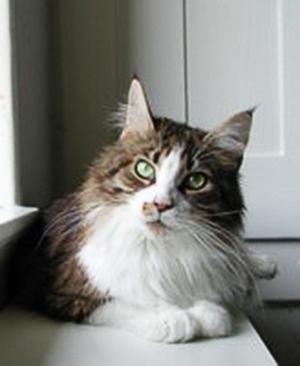 Langstteich's L'Maruschka - maine-coon