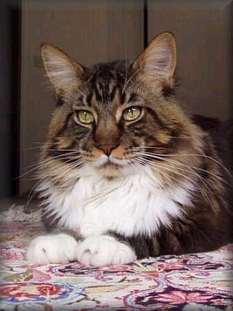 Langstteich's San Diego of Pillowtalk - maine-coon