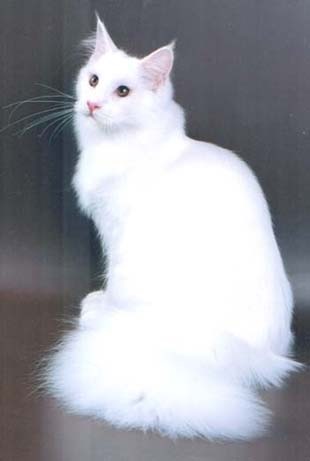 Omkara Miwok of Alexander-Fred - мейн-кун