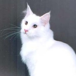 Omkara Miwok of Alexander-Fred