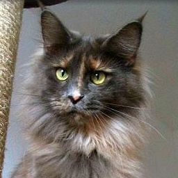 Pillowtalk's Endless Love