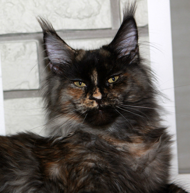 Respectcoon Quinsy Berry - maine-coon