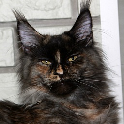 Respectcoon Quinsy Berry