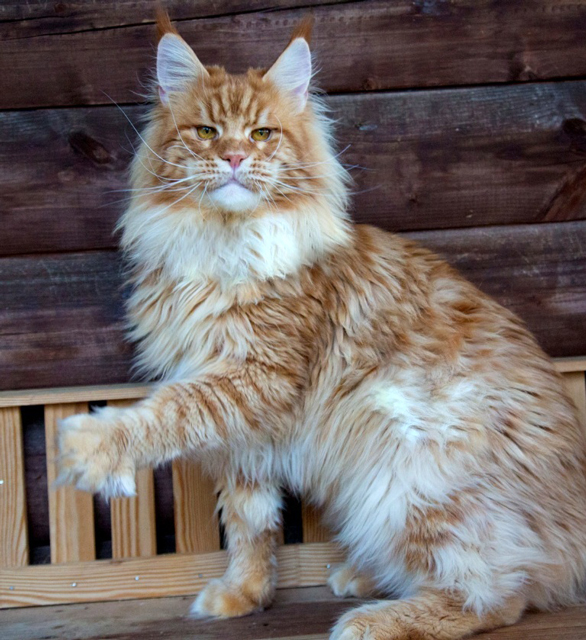Kutuzov Gonsior Line - maine-coon