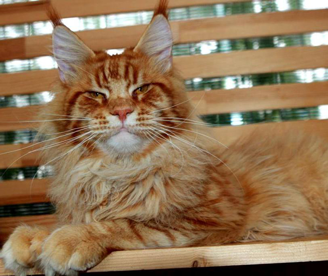 Kutuzov Gonsior Line - maine-coon