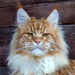 Kutuzov Gonsior Line