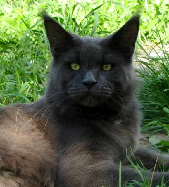 Tarantino Gonsior Line - maine-coon