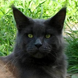 Tarantino Gonsior Line