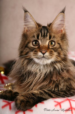 Gabriella Gonsior Line - maine-coon