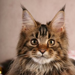 Gabriella Gonsior Line