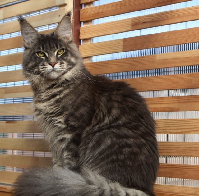 Alfie Gonsior Line - maine-coon