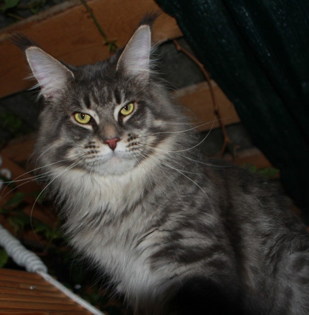Alfie Gonsior Line - maine-coon