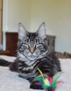 Coonvill's Latina - мейн-кун