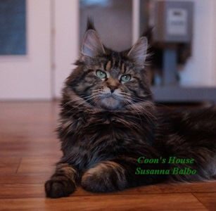 Coon's House Susanna Balbo - мейн-кун