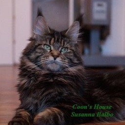 Coon's House Susanna Balbo