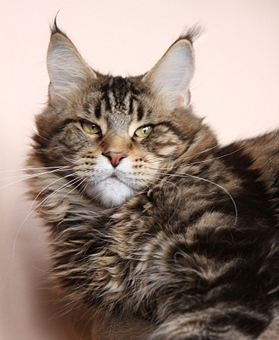 Coon's House Itaca - мейн-кун