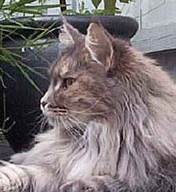 Sebasco's 2 Crazy - maine-coon