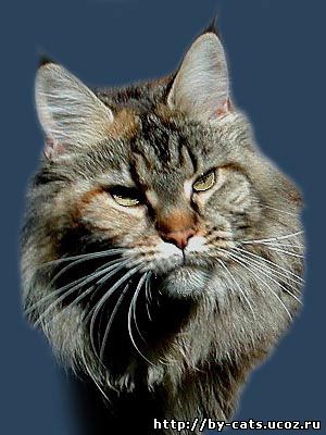 Alwaro Wiktoria - мейн-кун