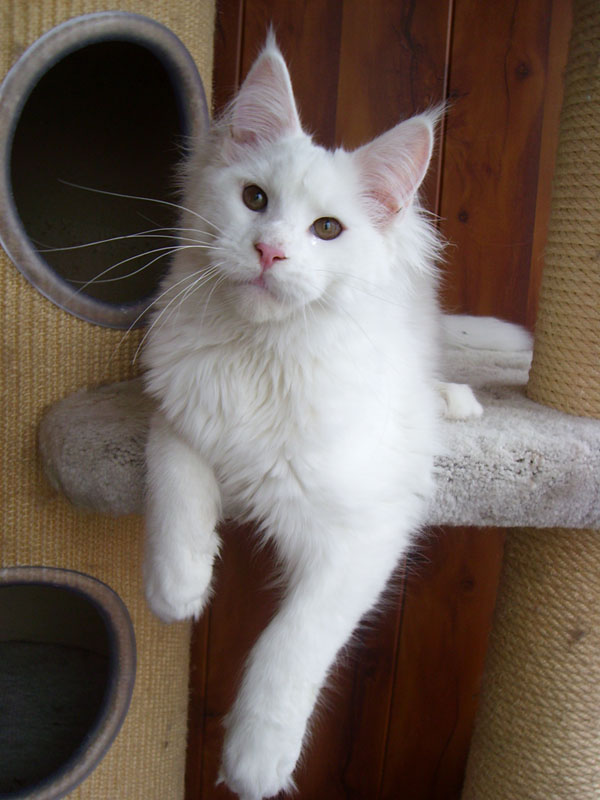 Gordon Top Coon - Kitten maine-coon 3 months 2 weeks