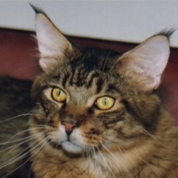 Megacoon Rocking Cyrus